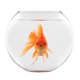 A goldfish in an aquarium with its mouth open.