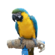 A blue and yellow parrot sitting on top of a branch.